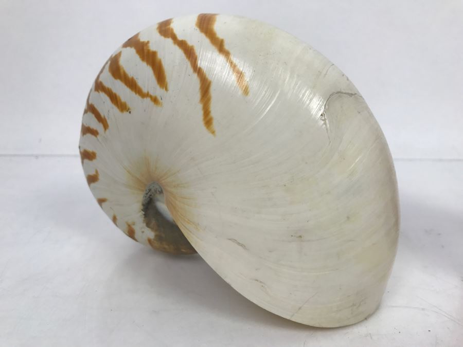 Nautilus Shell [Photo 3]