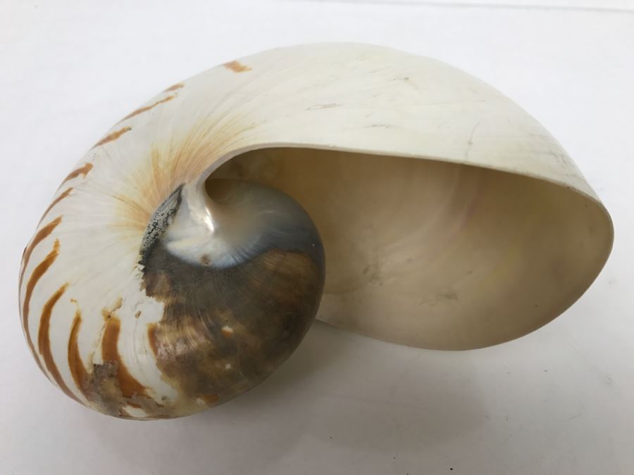 Nautilus Shell [Photo 5]