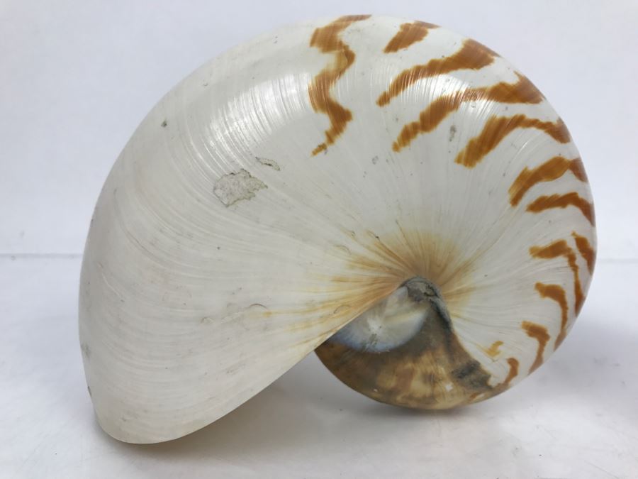 Nautilus Shell [Photo 2]