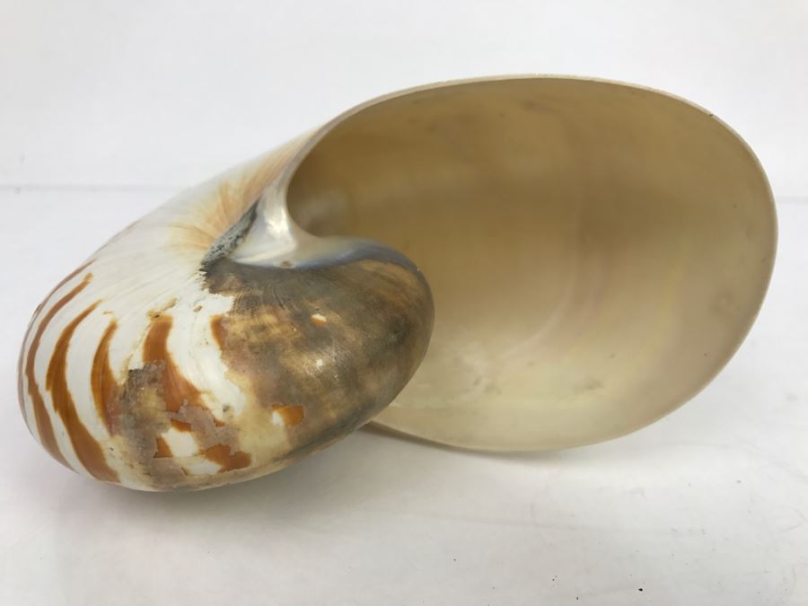 Nautilus Shell [Photo 4]
