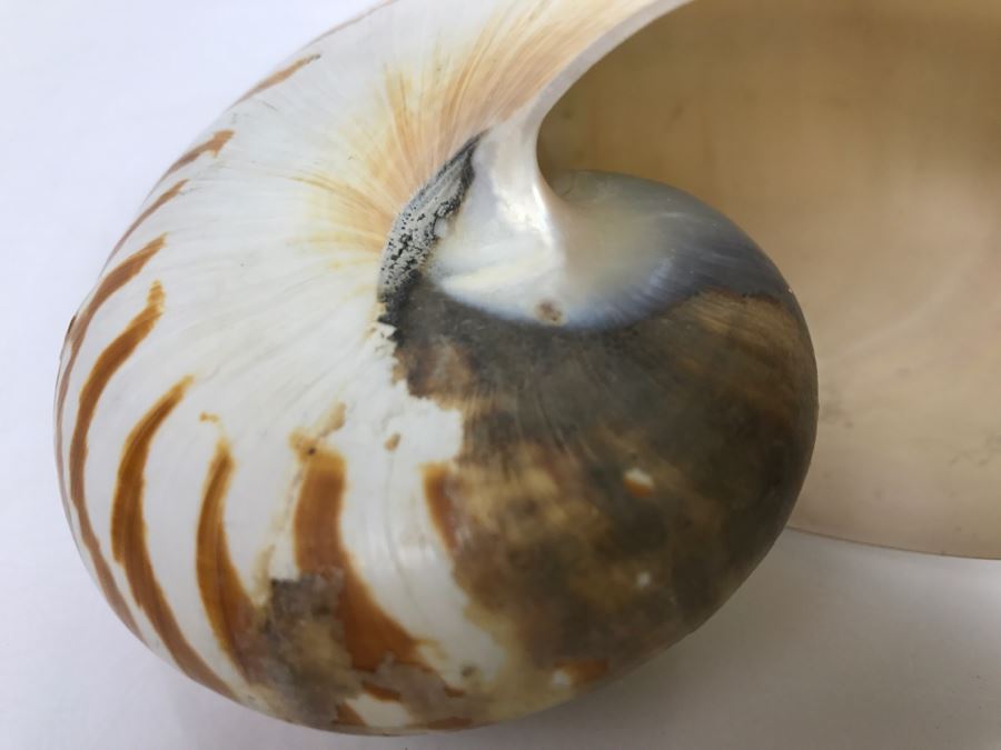 Nautilus Shell [Photo 6]
