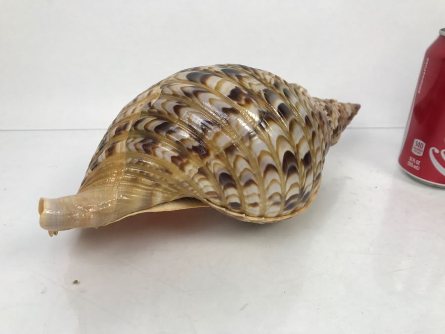 Large Conch Shell [Photo 5]