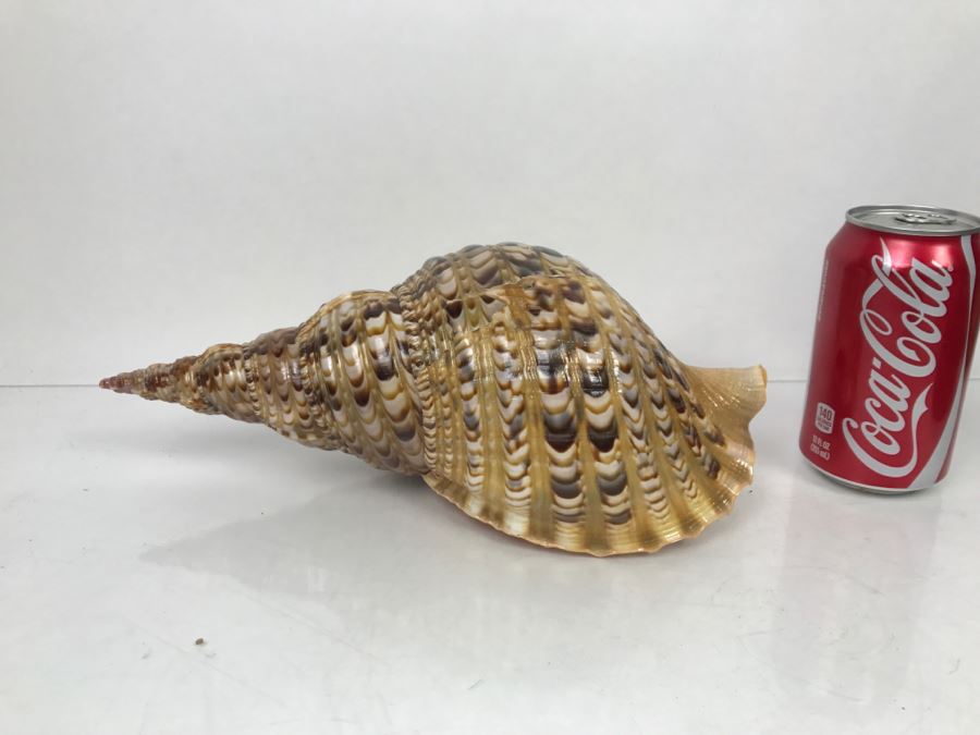 Large Conch Shell [Photo 2]