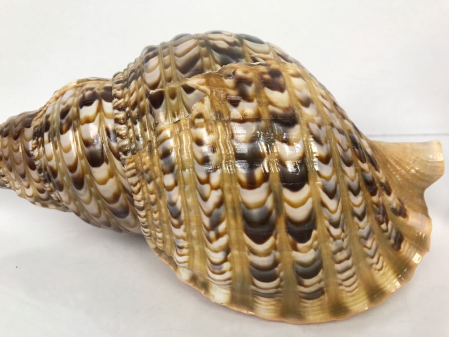 Large Conch Shell