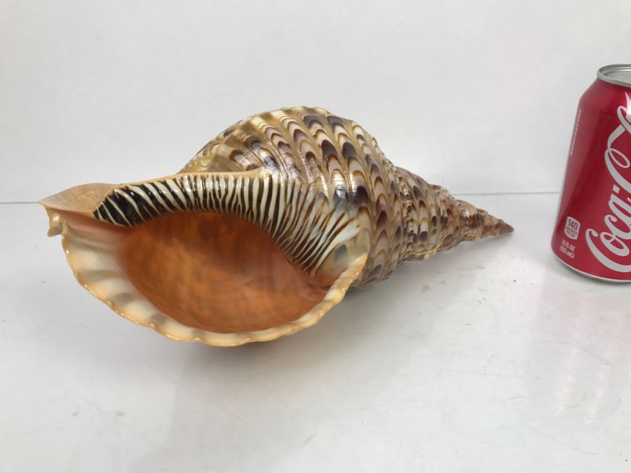 Large Conch Shell [Photo 1]