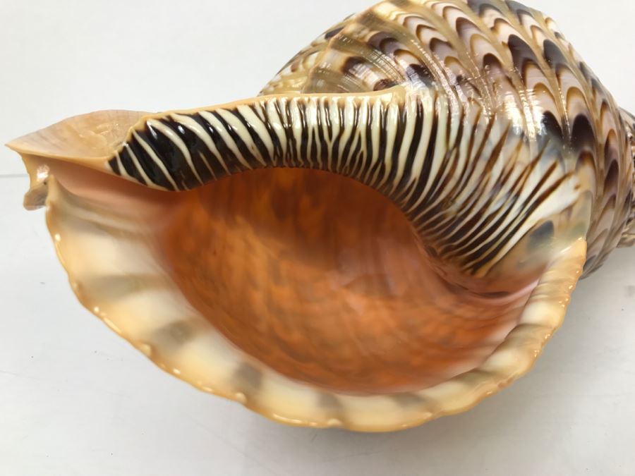 Large Conch Shell [Photo 6]