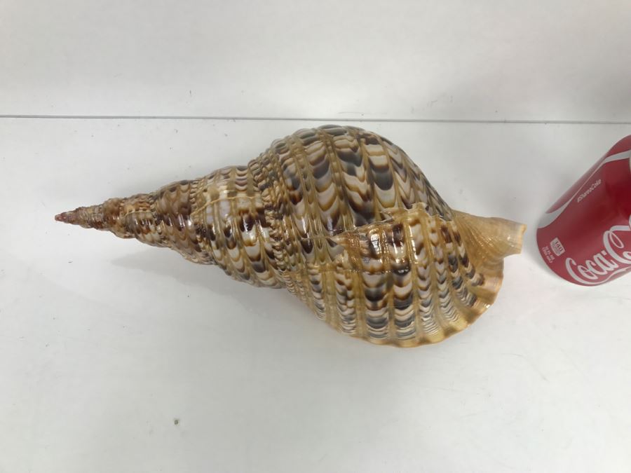 Large Conch Shell [Photo 4]
