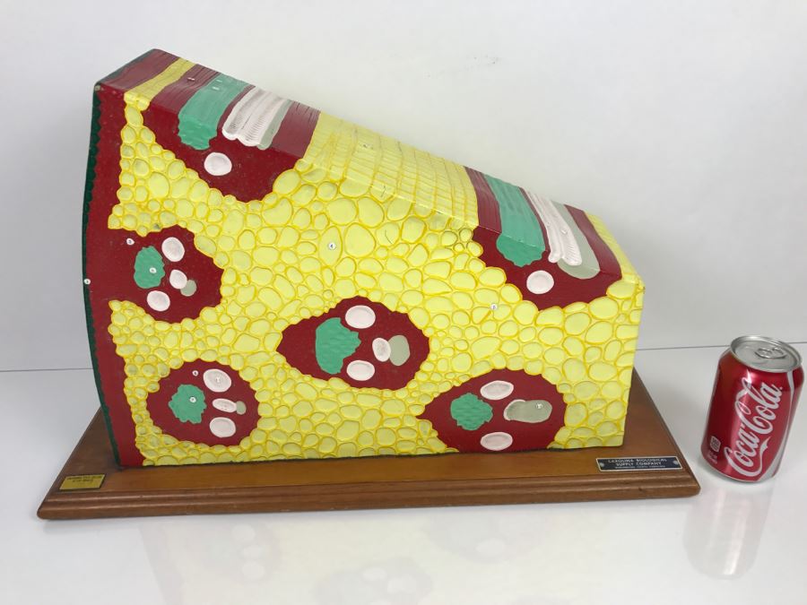 Enlarged Classroom Display Learning Model From Carolina Biological Supply Company Burlington, NC [Photo 3]