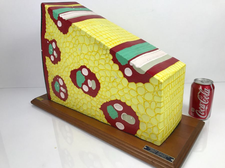 Enlarged Classroom Display Learning Model From Carolina Biological Supply Company Burlington, NC [Photo 12]