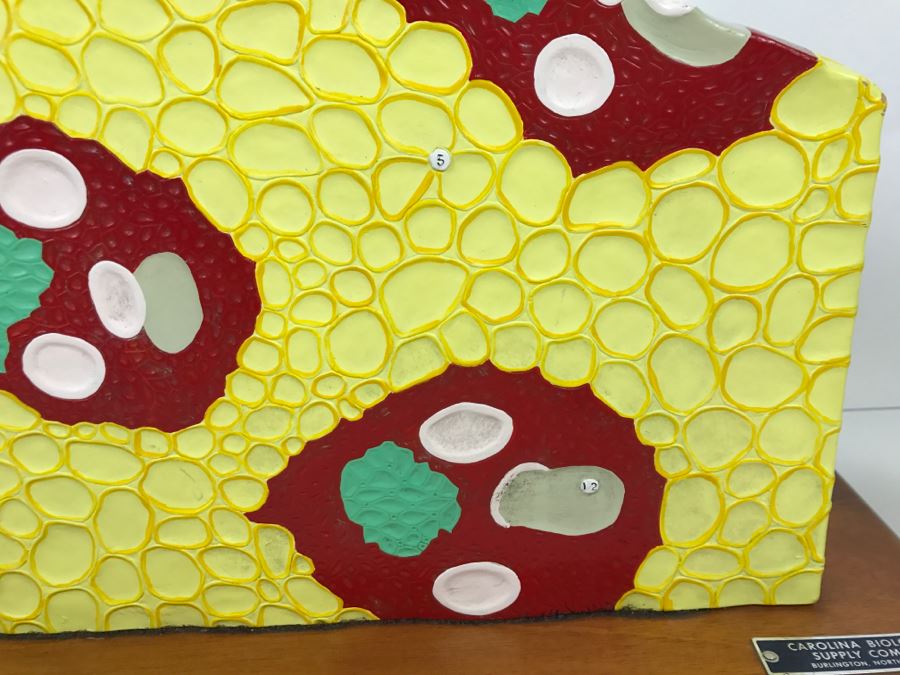 Enlarged Classroom Display Learning Model From Carolina Biological Supply Company Burlington, NC [Photo 11]