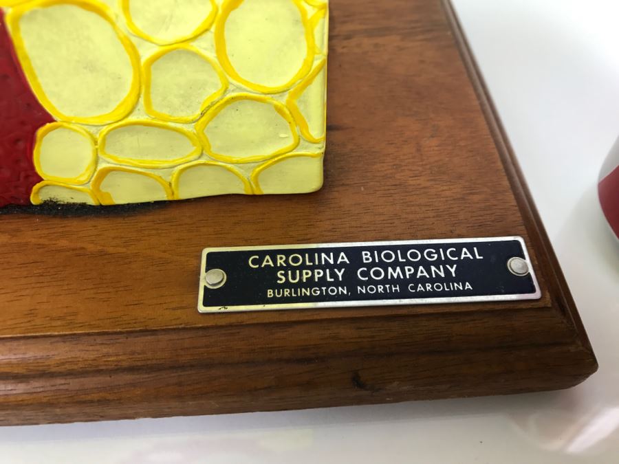 Enlarged Classroom Display Learning Model From Carolina Biological Supply Company Burlington, NC [Photo 5]