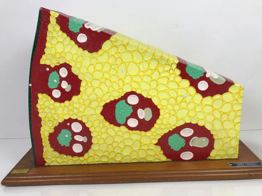 Enlarged Classroom Display Learning Model From Carolina Biological Supply Company Burlington, NC [Photo 4]