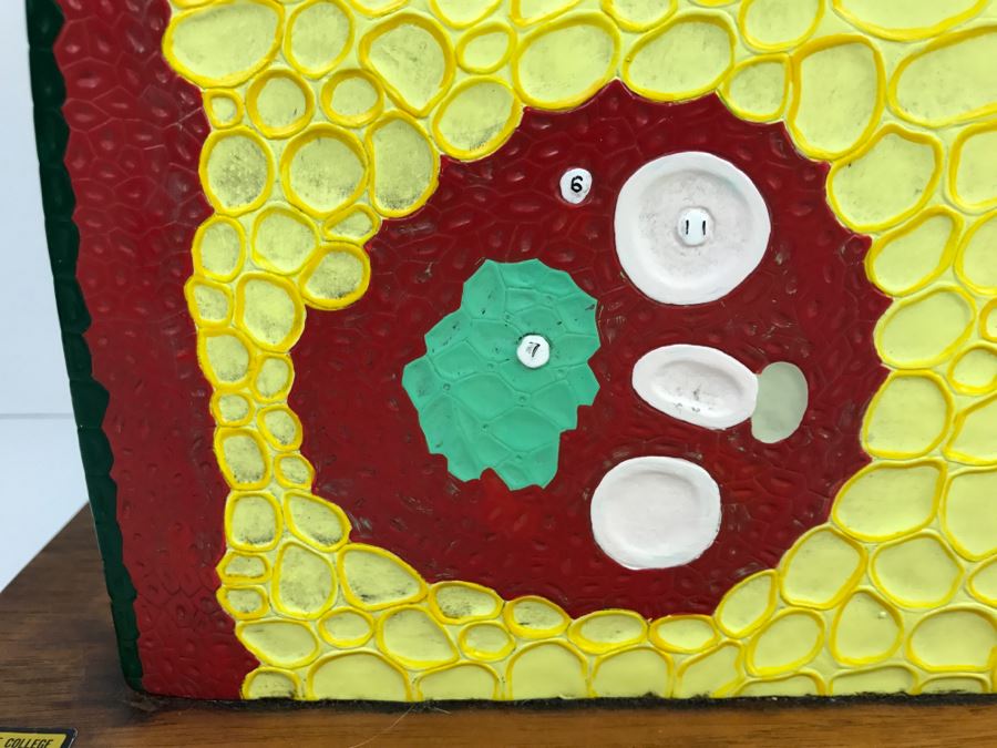 Enlarged Classroom Display Learning Model From Carolina Biological Supply Company Burlington, NC [Photo 7]