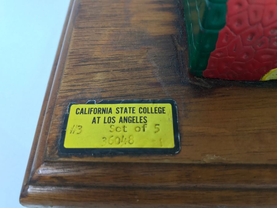 Enlarged Classroom Display Learning Model From Carolina Biological Supply Company Burlington, NC [Photo 6]