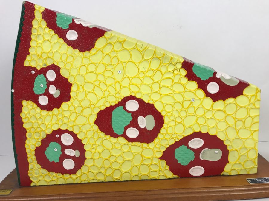 Enlarged Classroom Display Learning Model From Carolina Biological Supply Company Burlington, NC [Photo 9]