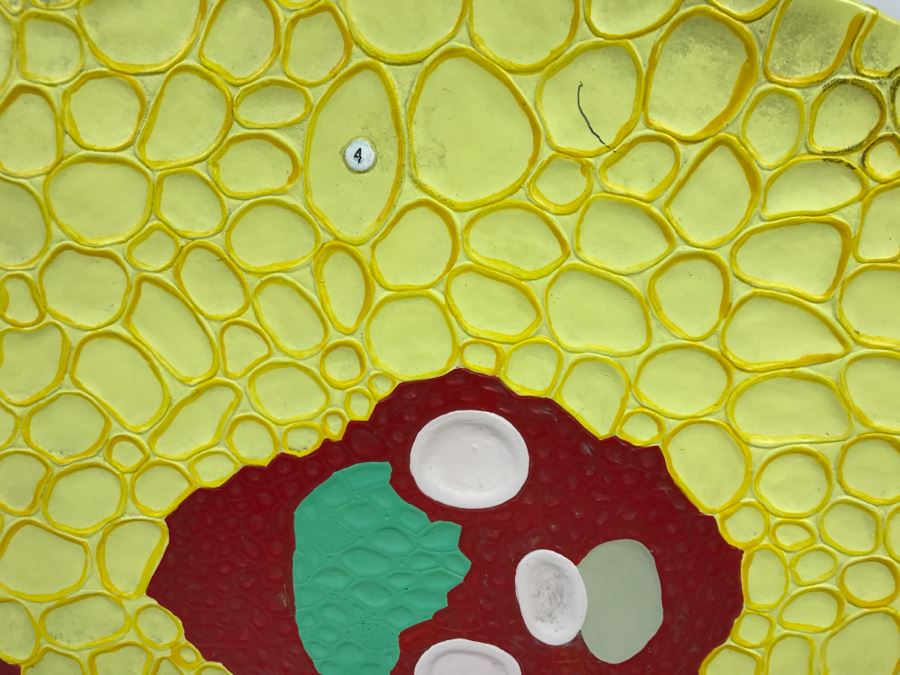 Enlarged Classroom Display Learning Model From Carolina Biological Supply Company Burlington, NC [Photo 10]