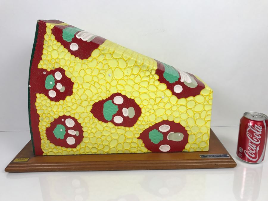 Enlarged Classroom Display Learning Model From Carolina Biological Supply Company Burlington, NC [Photo 2]