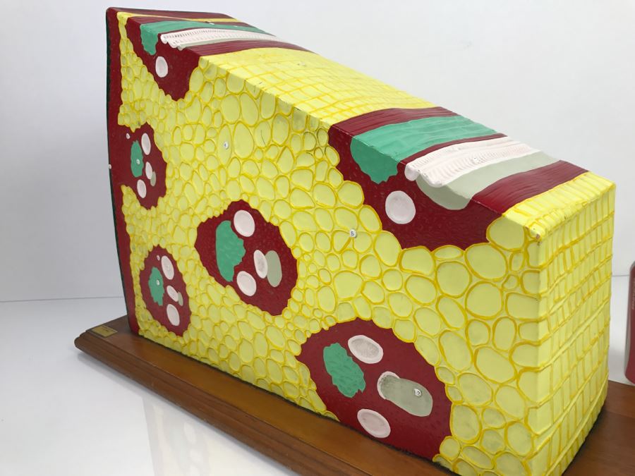 Enlarged Classroom Display Learning Model From Carolina Biological Supply Company Burlington, NC [Photo 13]