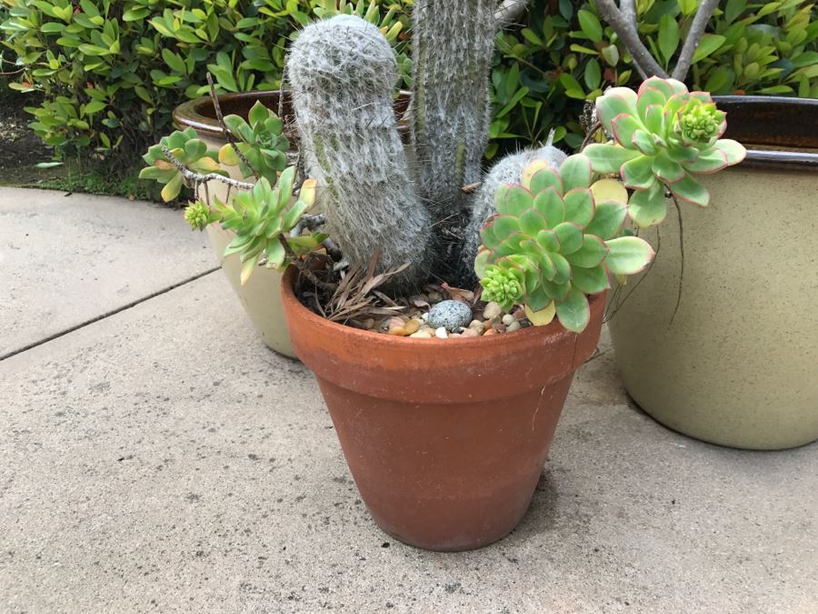 (2) Potted Plumeria Plants + (1) Potted Succulent With Cactus Plant [Photo 4]