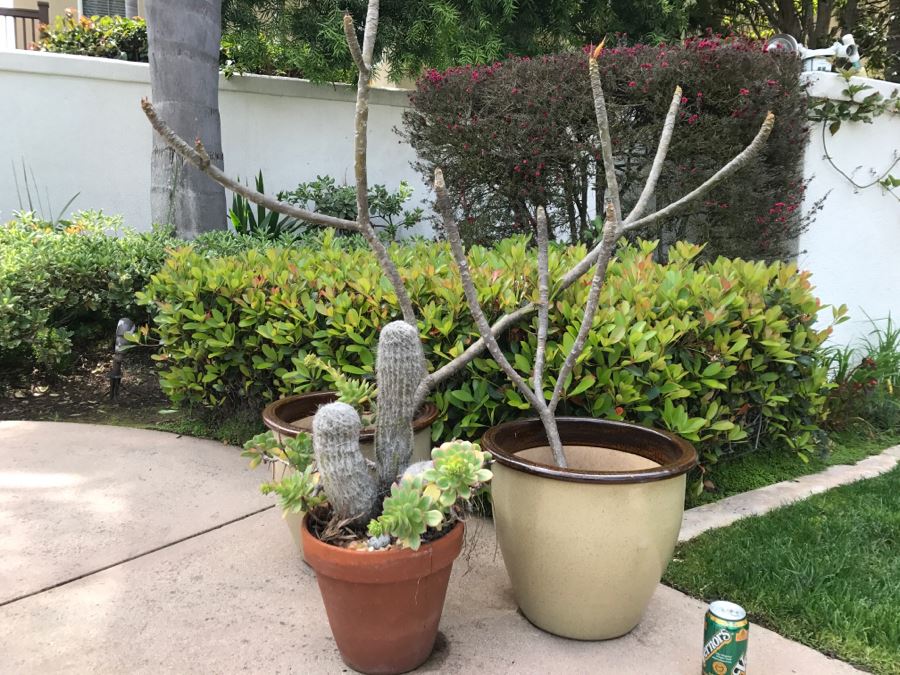 (2) Potted Plumeria Plants + (1) Potted Succulent With Cactus Plant [Photo 1]
