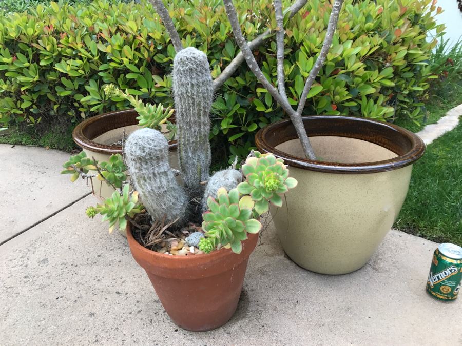 (2) Potted Plumeria Plants + (1) Potted Succulent With Cactus Plant [Photo 3]