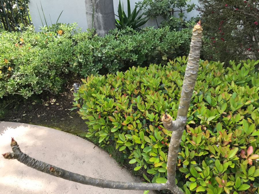 (2) Potted Plumeria Plants + (1) Potted Succulent With Cactus Plant [Photo 8]