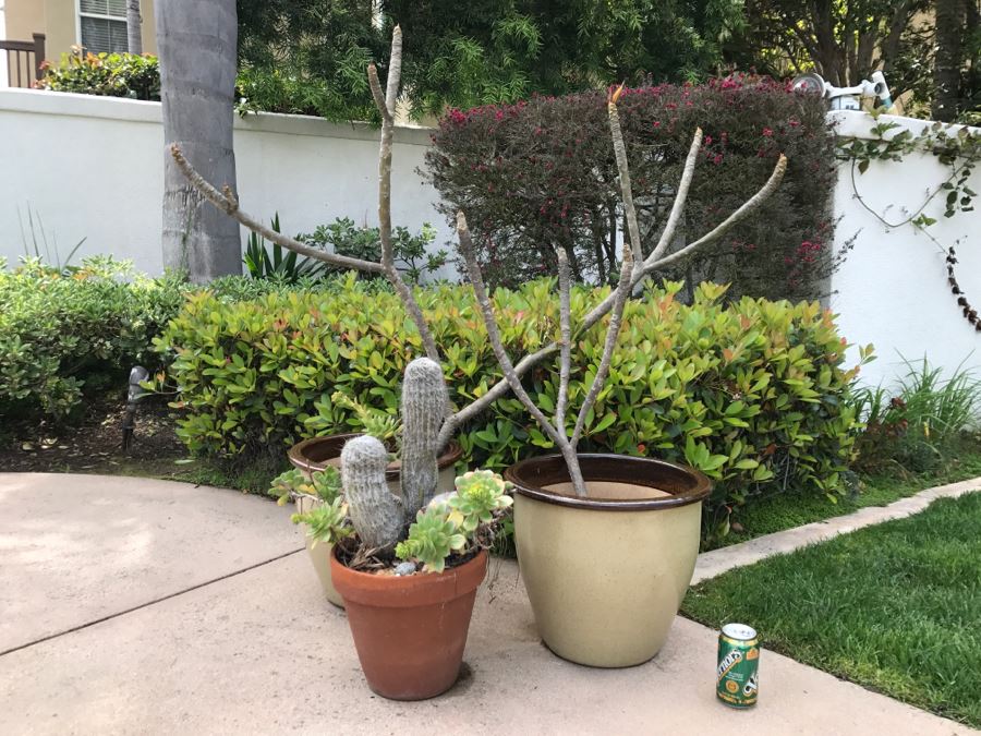 (2) Potted Plumeria Plants + (1) Potted Succulent With Cactus Plant [Photo 2]