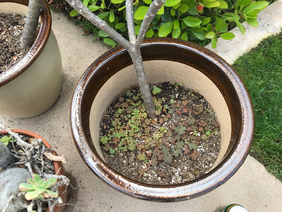 (2) Potted Plumeria Plants + (1) Potted Succulent With Cactus Plant [Photo 6]