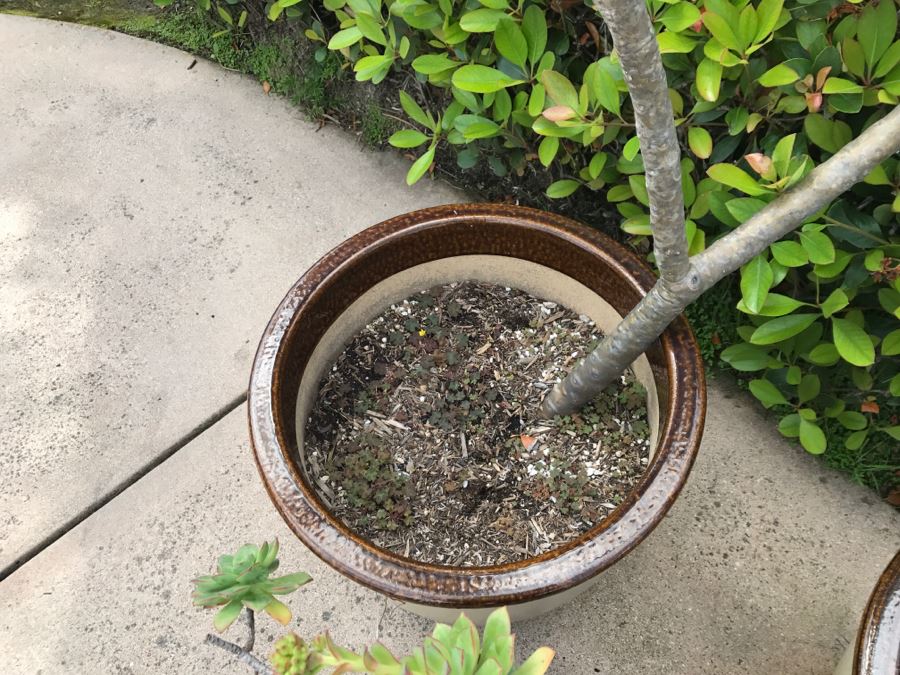 (2) Potted Plumeria Plants + (1) Potted Succulent With Cactus Plant [Photo 7]
