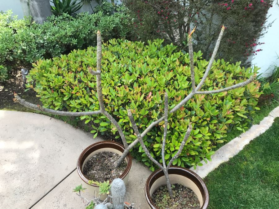 (2) Potted Plumeria Plants + (1) Potted Succulent With Cactus Plant [Photo 5]