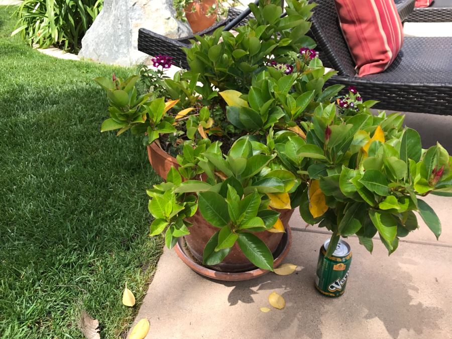 Large Potted Outdoor Plant [Photo 3]