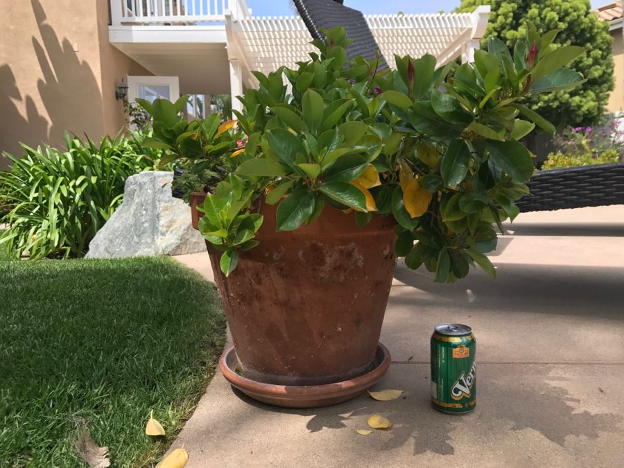 Large Potted Outdoor Plant [Photo 2]