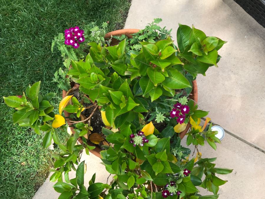 Large Potted Outdoor Plant [Photo 4]