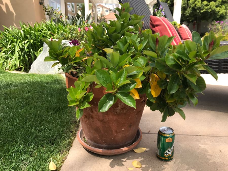 Large Potted Outdoor Plant [Photo 1]