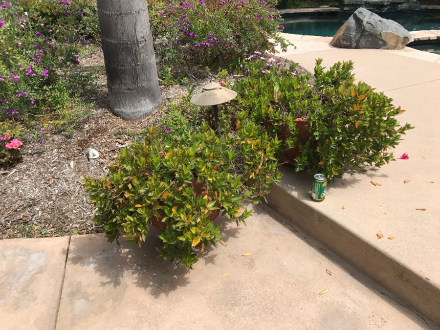 Pair Of Outdoor Potted Plants [Photo 2]