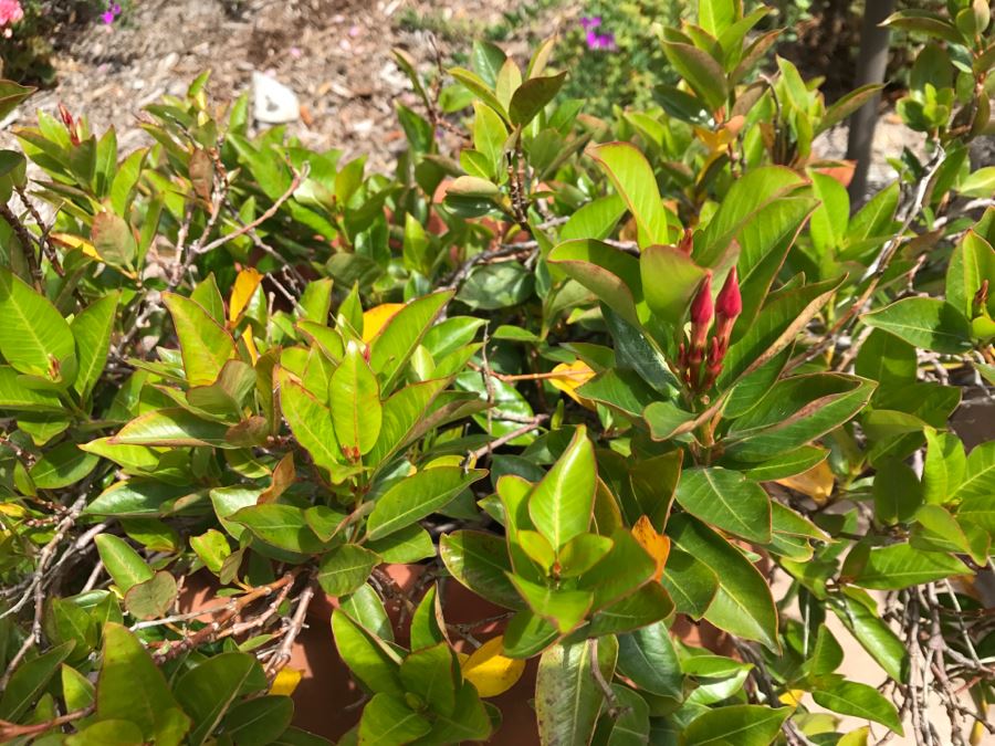 Pair Of Outdoor Potted Plants [Photo 7]