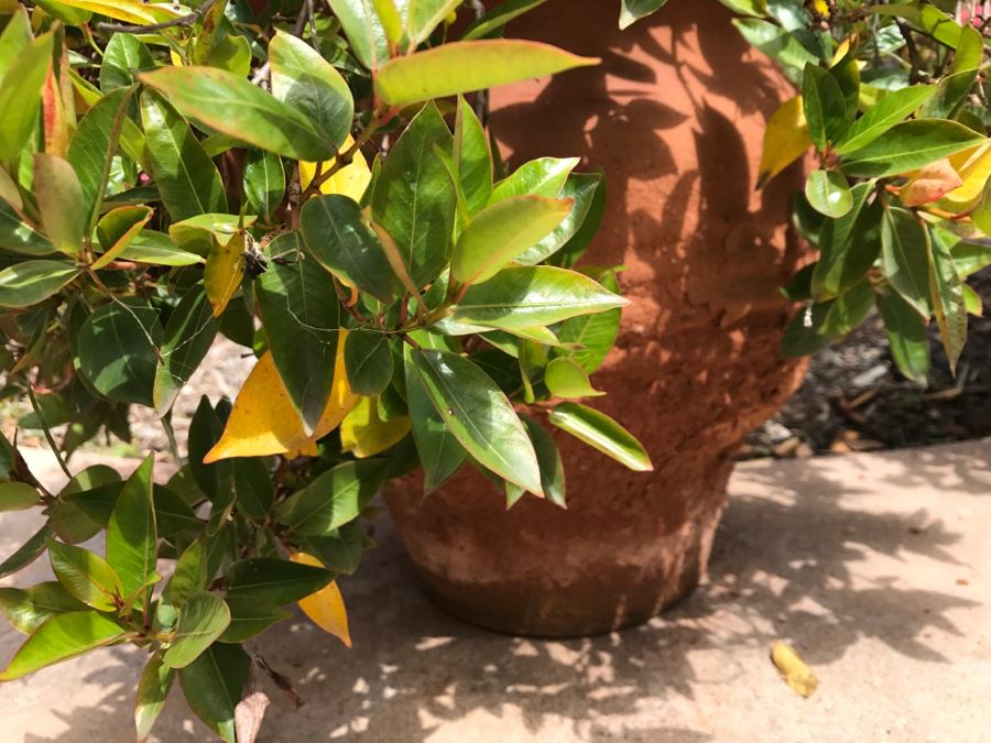 Pair Of Outdoor Potted Plants [Photo 6]