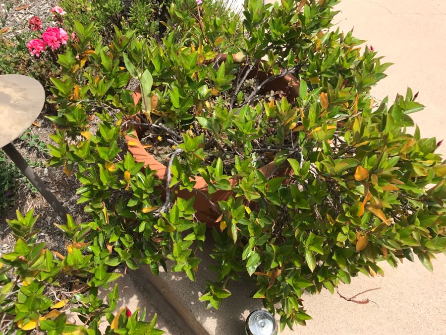 Pair Of Outdoor Potted Plants [Photo 4]