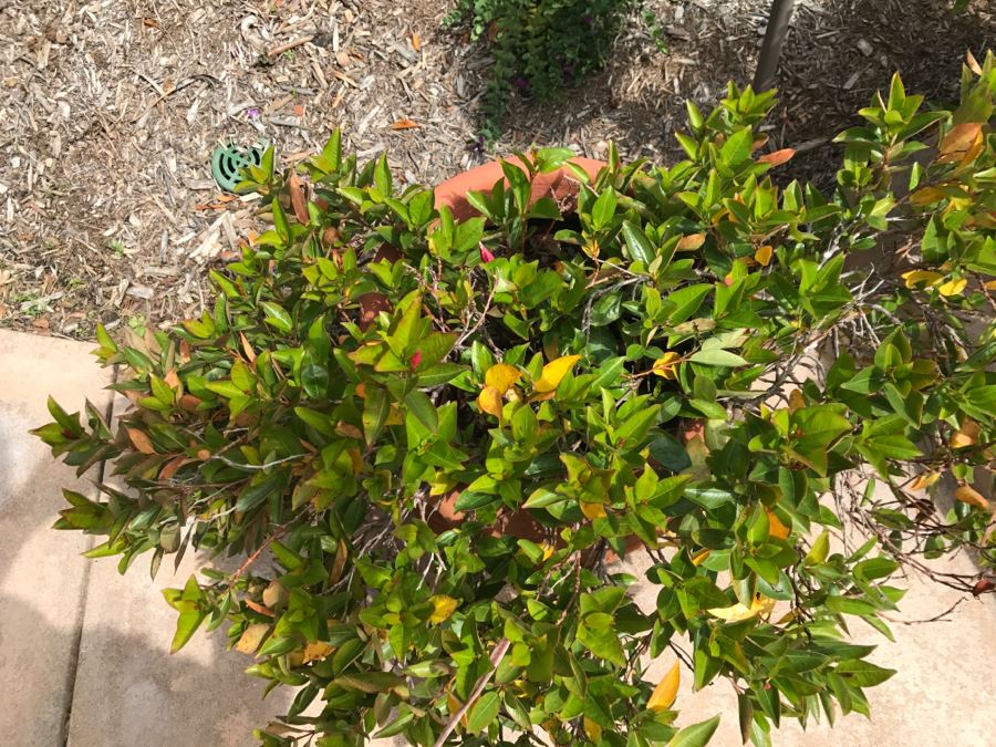 Pair Of Outdoor Potted Plants [Photo 3]