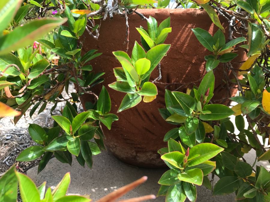 Pair Of Outdoor Potted Plants [Photo 5]