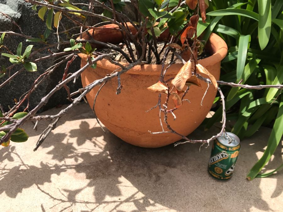 Large Outdoor Potted Plant [Photo 4]