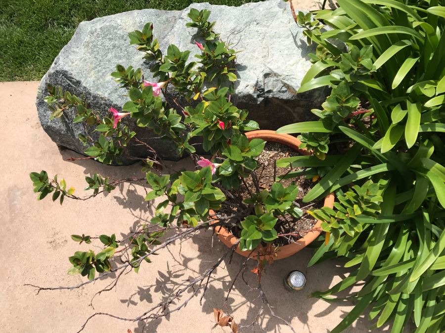 Large Outdoor Potted Plant [Photo 5]