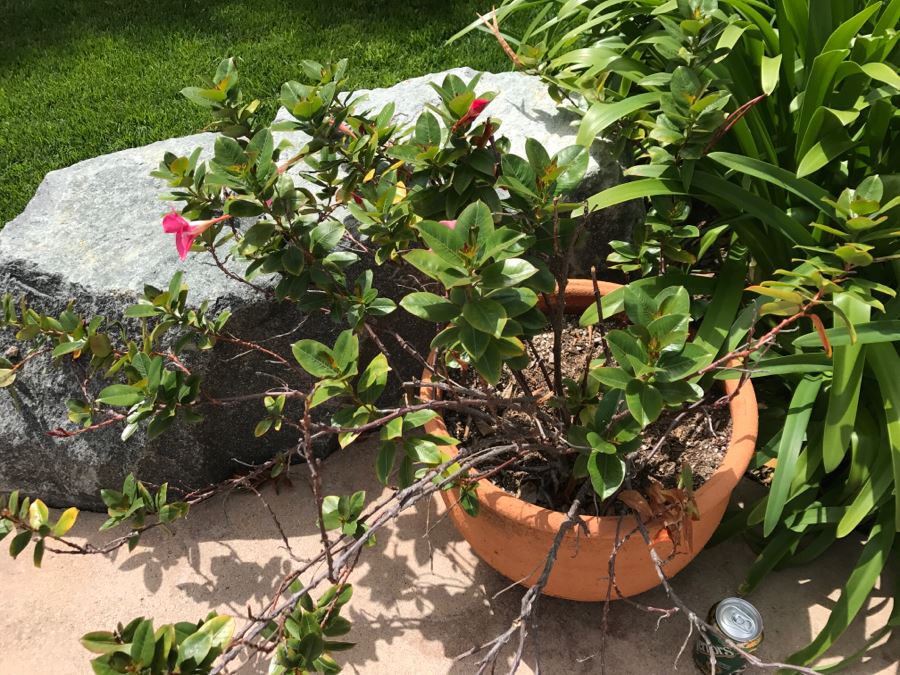 Large Outdoor Potted Plant [Photo 3]