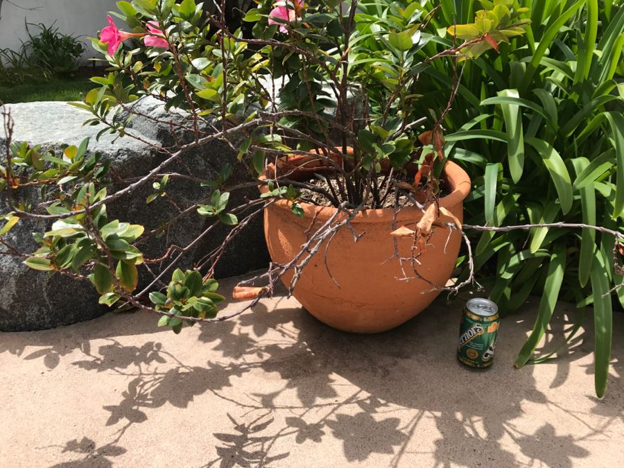 Large Outdoor Potted Plant [Photo 2]