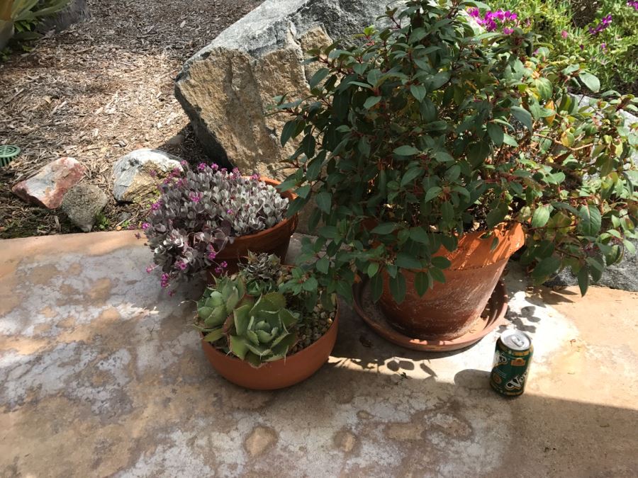 Set Of (3) Outdoor Potted Plants [Photo 2]