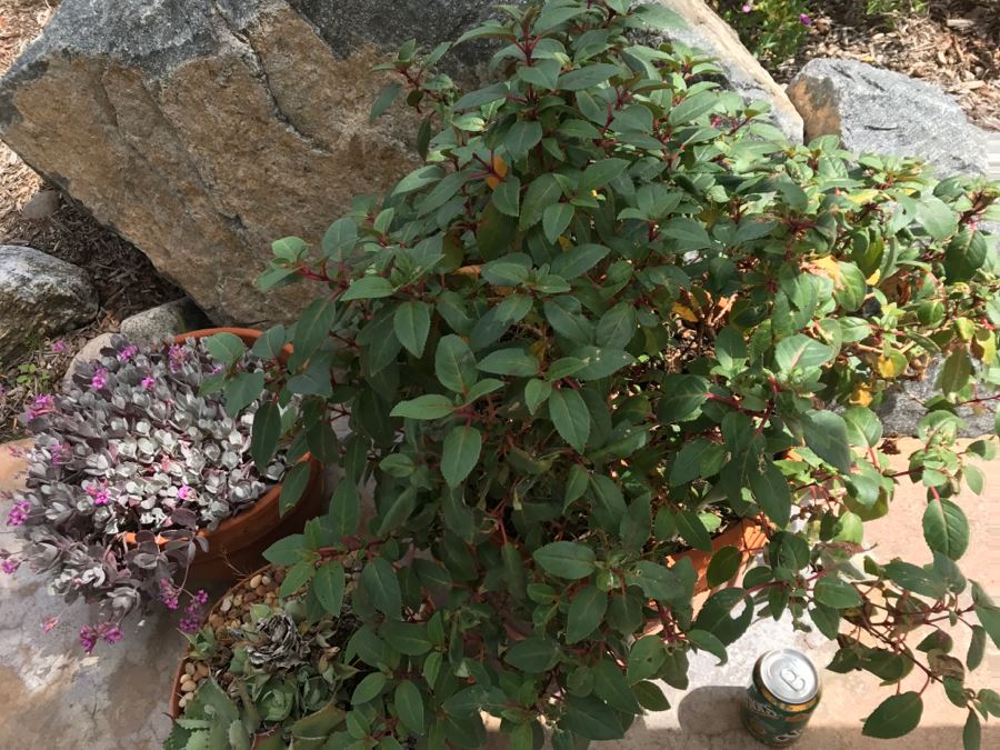 Set Of (3) Outdoor Potted Plants [Photo 5]