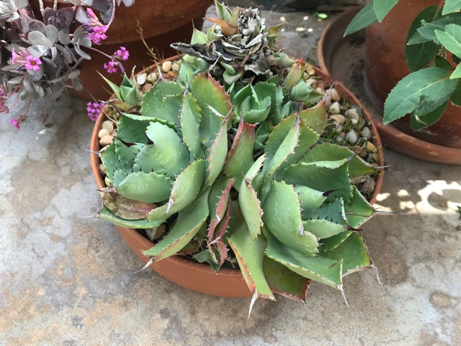 Set Of (3) Outdoor Potted Plants [Photo 4]
