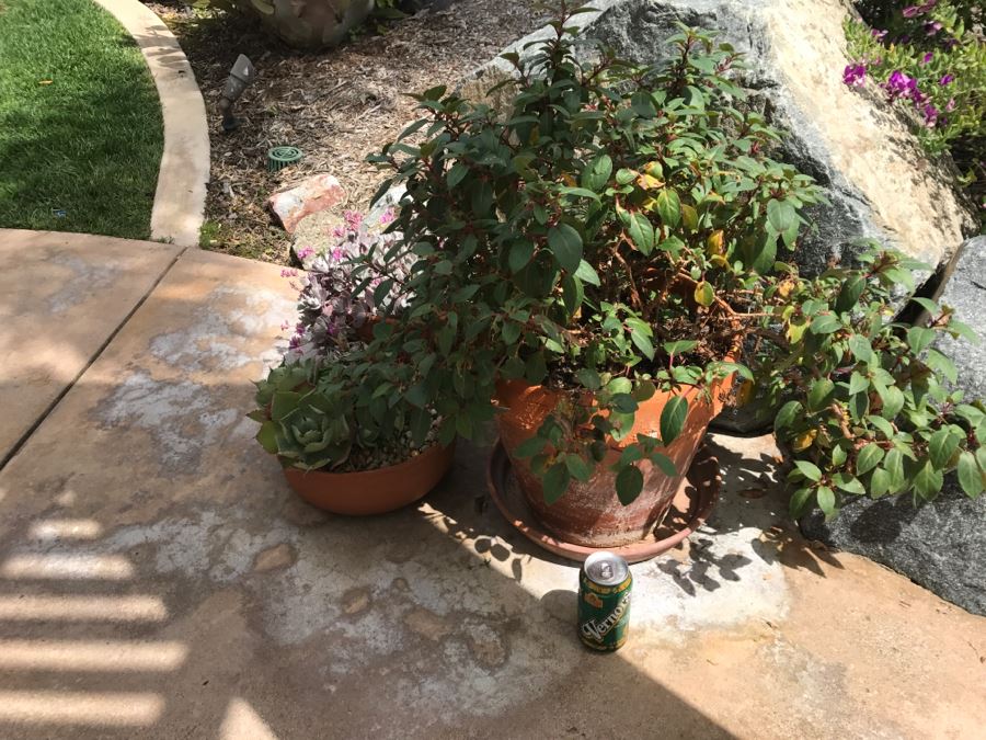 Set Of (3) Outdoor Potted Plants [Photo 7]