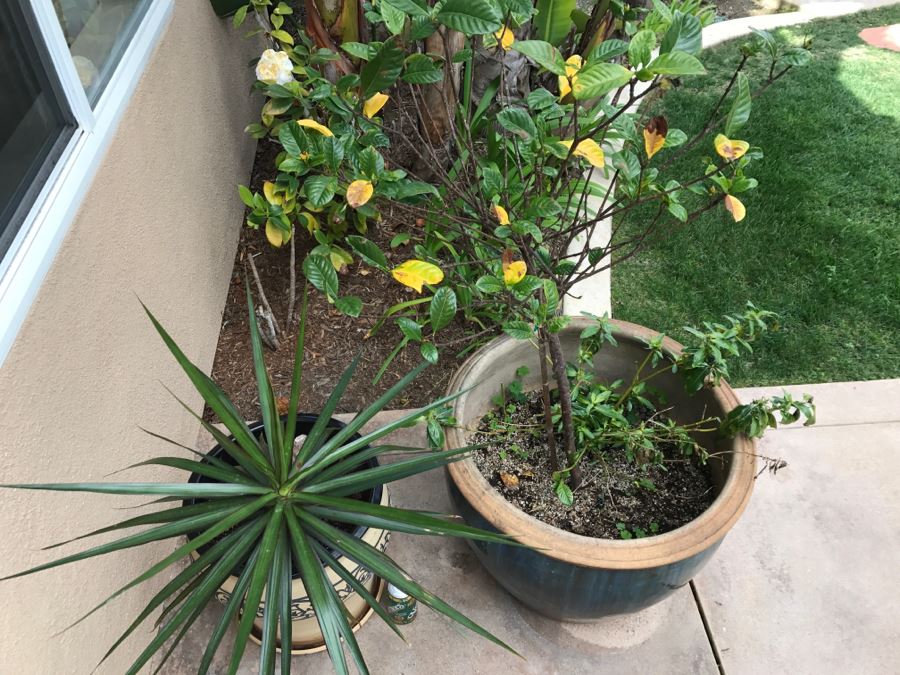 Set Of (2) Large Outdoor Potted Plants [Photo 8]