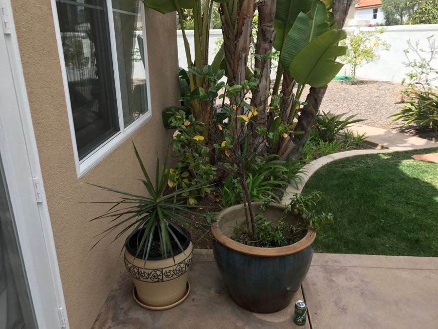 Set Of (2) Large Outdoor Potted Plants [Photo 2]